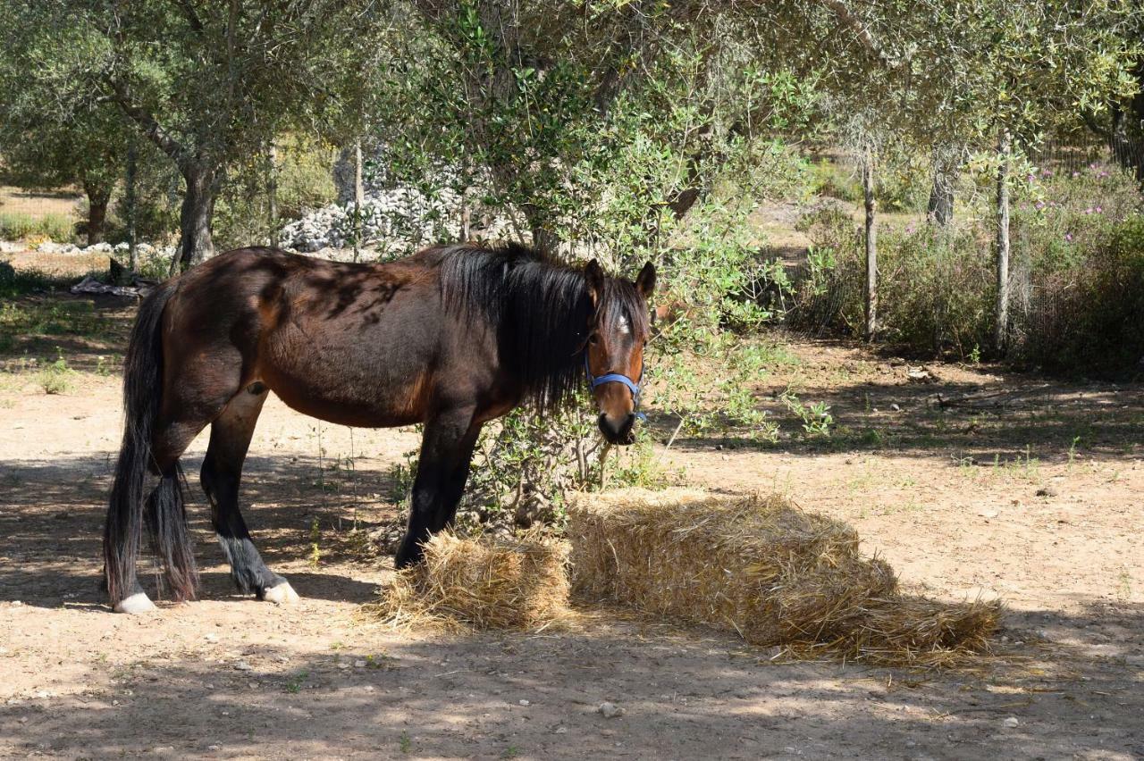 אוטרנטו Le Palombelle Casa Vacanze מראה חיצוני תמונה